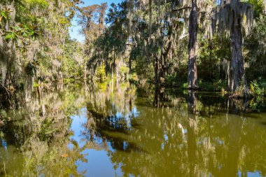 Selvi ağaçları İspanyolca Moss ile