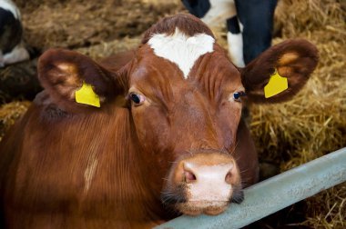 Kulak etiketi ile kahverengi buzağı bakmak