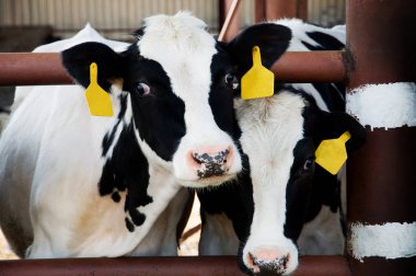 Kulak etiketi ile siyah buzağı bakmak