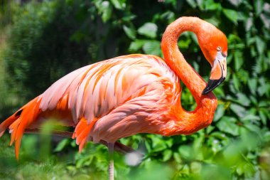 Pembe Flamingo yazın yeşil yaprakların arka planında duruyor.