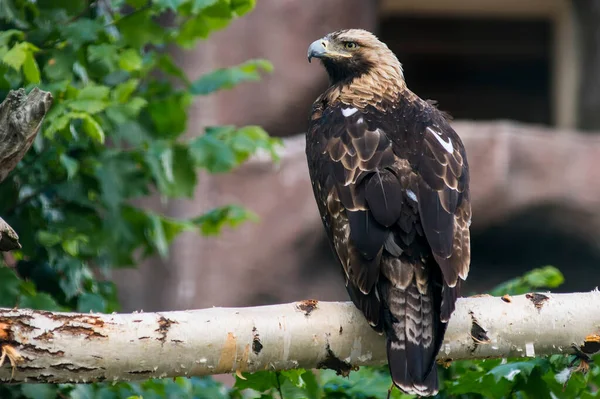 A hawk Haliaeetus leucoryphus sits on a branch in the zoo looking away