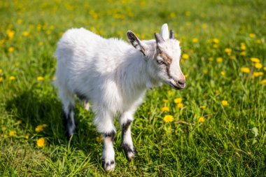 Bir çocuk yeşil bir çayırda duruyor ve sulu otlar yiyor.