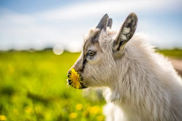 Retrato Niño Pequeño Que Come Hierba Campo Flores — Foto de Stock