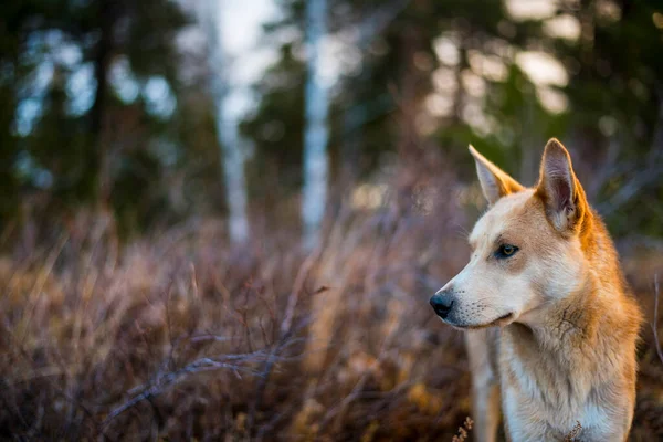 Tête Chien Chasse Rouge Regarde Loin — Photo