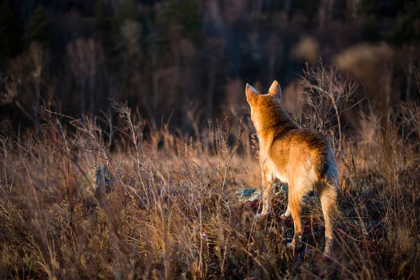Kırmızı Köpeği Sonbaharda Uzaklara Bakar — Stok fotoğraf