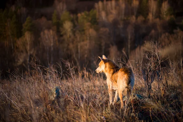 Chien Chasse Rouge Regarde Loin Automne — Photo