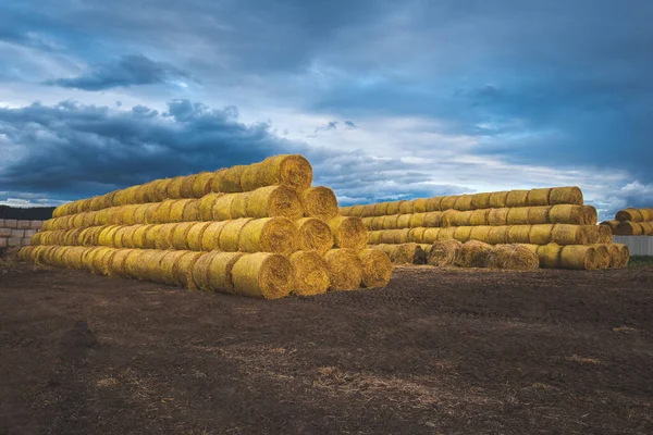 Lunghe File Balle Fieno Giallo Contro Cielo Blu — Foto Stock