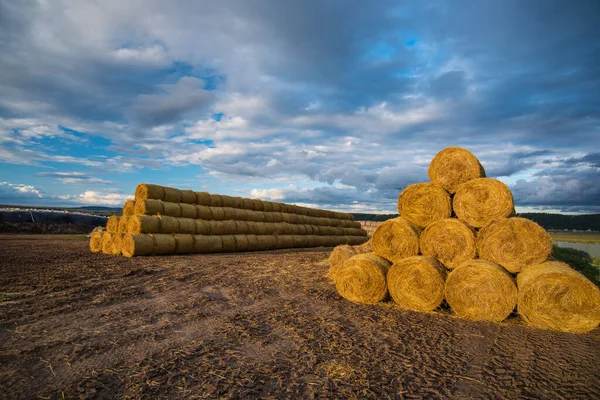 Lunghe File Balle Fieno Giallo Contro Cielo Blu — Foto Stock