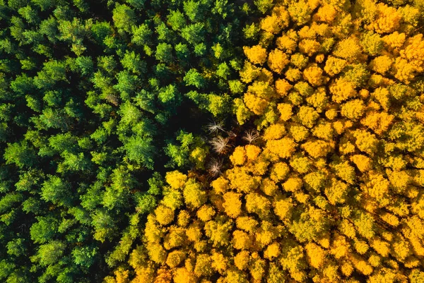 Vue Aérienne Forêt Jaune Verte Automne Haut — Photo