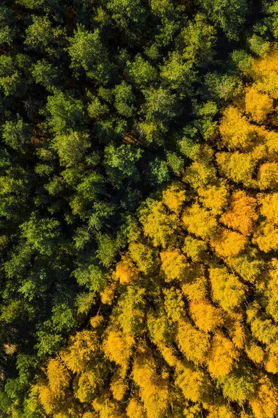 Вид Сверху Желто Зеленый Лес Осенью — стоковое фото
