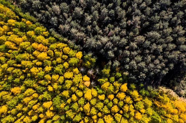 Аэросъемка Сухого Старого Леса Осенью Сверху — стоковое фото