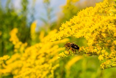 Bir arı, yazın sarı bir çiçekten polen toplar.