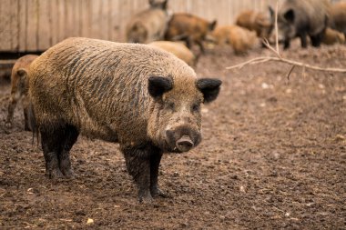 Büyük bir yaban domuzu tetikte bekliyor.