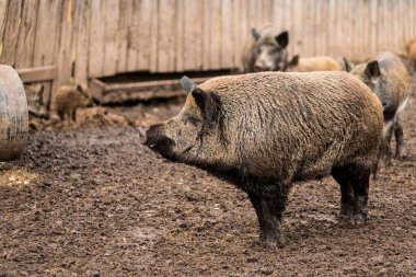 Büyük bir yaban domuzu tetikte bekliyor.
