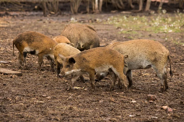 Pequenos Javalis Cavam Nariz Busca Comida — Fotografia de Stock