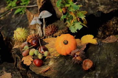 Sonbahar, sonbahar ormanlarında hayat gibidir: mantarlar, kestaneler, balkabakları ve yapraklar.