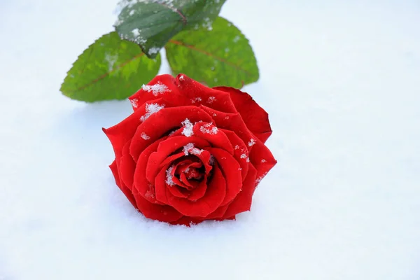 雪に覆われた大きな赤いバラが — ストック写真