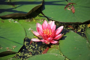 Pembe nilüferler ve güneş ışığında yüzen büyük yapraklar.