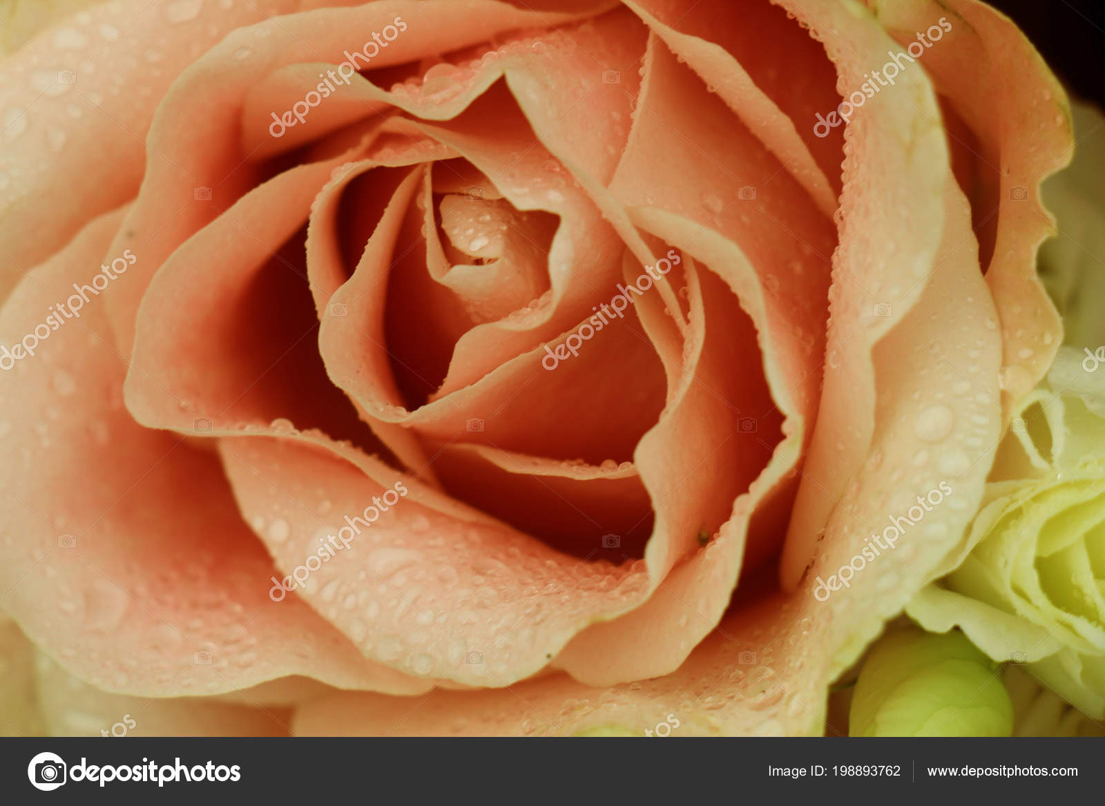 Big Pale Pink Rose Floral Wedding Decoration Stock Photo