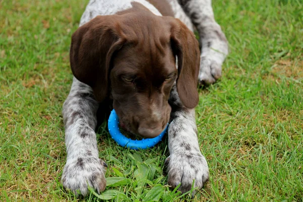 Rövidszőrű Német Vizsla Kan Kölyök Hetes — Stock Fotó