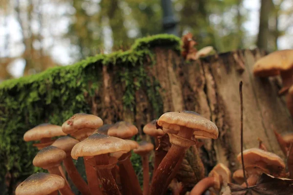 Grupo Cogumelos Uma Floresta Queda — Fotografia de Stock