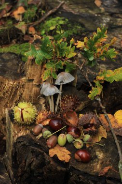 Sonbahar, sonbahar ormanlarında hayat devam ediyor: mantarlar, kestaneler ve yapraklar