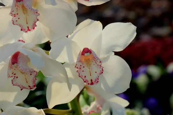 Vita Cymbidium Orkidéer Brudblomsterarrangemang — Stockfoto