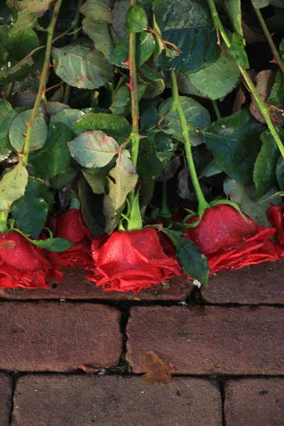 Rosas Rojas Pavimento Cementerio —  Fotos de Stock