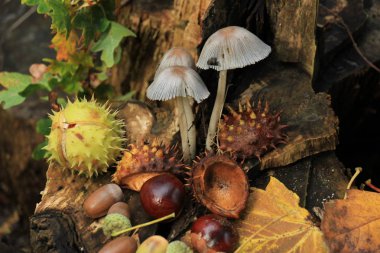 Sonbahar, sonbahar ormanlarında hayat devam ediyor: mantarlar, kestaneler ve yapraklar