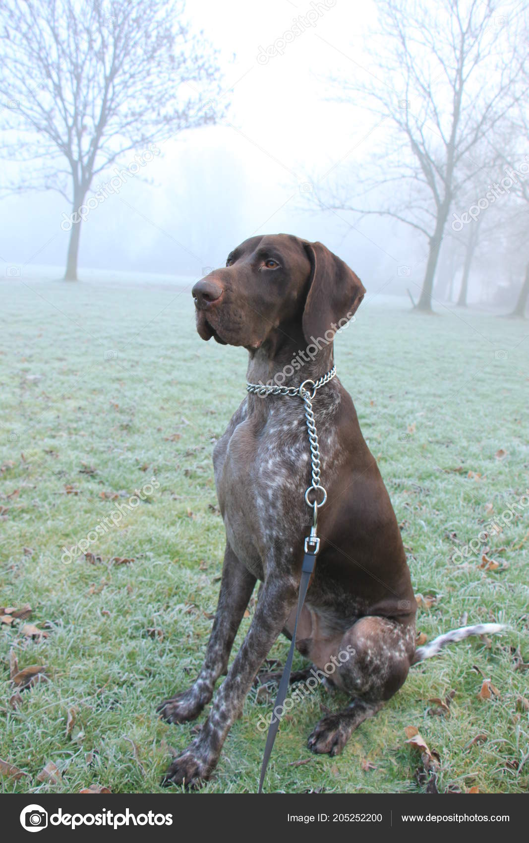 Brown And White Pointer German Shorthaired Pointer Two Year Old Male Brown White Stock Photo C Portosabbia 205252200