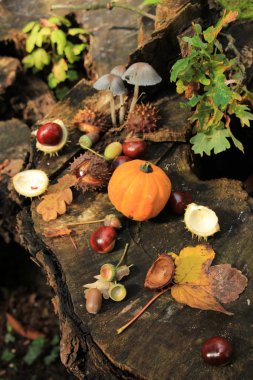 Sonbahar, sonbahar ormanlarında hayat gibidir: mantarlar, kestaneler, balkabakları ve yapraklar.