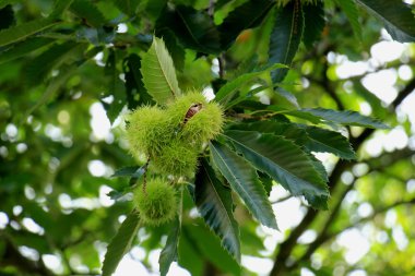 Tatlı kestaneler bir sonbahar ormandaki bir ağaç üzerinde