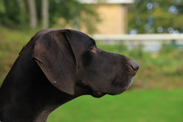 German Shorthaired Pointer Year Old Male — Stock Photo, Image