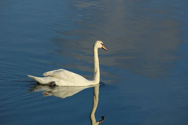 Jediného Swan Jeho Vlastní Odraz Plavání Klidné Vodě — Stock fotografie