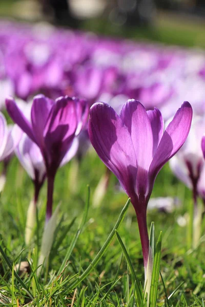 Crocus Violets Blancs Sur Champ — Photo