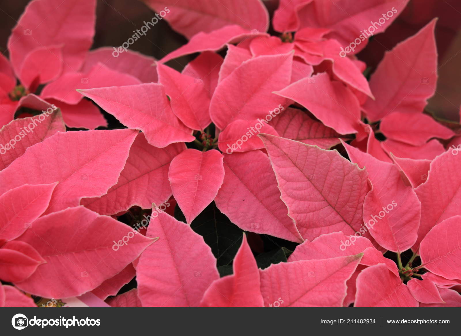 Gruppe Von Rosa Weihnachtsstern Voller Blüte Weihnachten