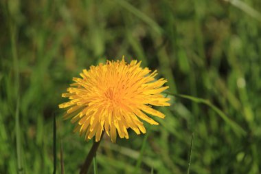 Sarı bir karahindiba thr çim tam çiçeği içinde