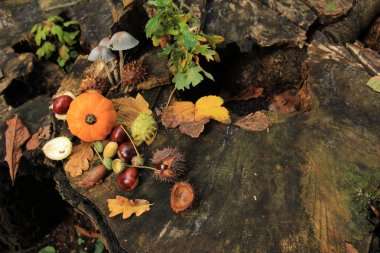 Sonbahar, sonbahar ormanlarında hayat gibidir: mantarlar, kestaneler, balkabakları ve yapraklar.