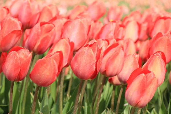 Розовые Тюльпаны Поле Тюльпаны Растут Сельскохозяйственном Поле — стоковое фото