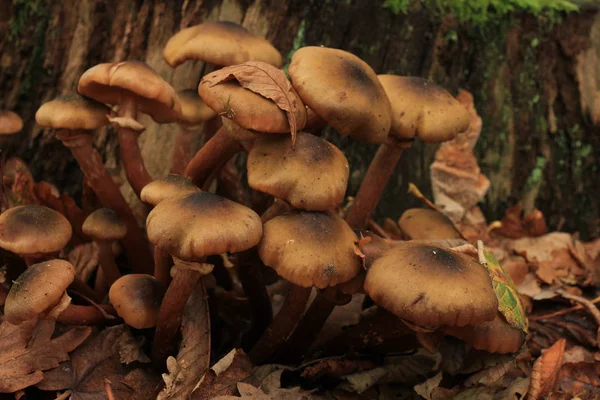 Svampgrupp Höstskog — Stockfoto