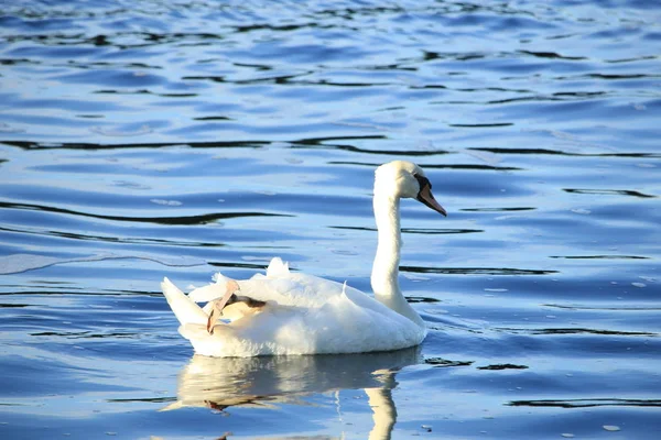 Solo Cisne Nadando Aguas Tranquilas — Foto de Stock