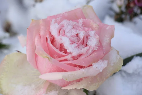 Una Rosa Pallida Nella Neve Fresca — Foto Stock