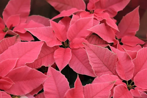 Grupo Poinsettia Rosa Plena Flor Plantas Temporada Navidad — Foto de Stock