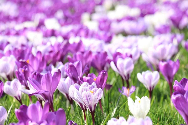 Lila Und Weiße Krokusse Auf Einem Feld — Stockfoto