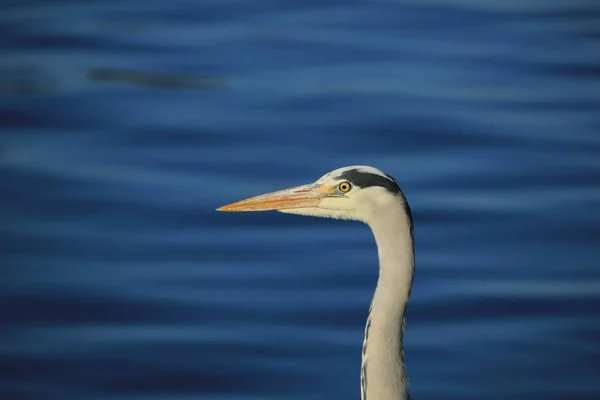 Een Grote Grijze Reiger Het Trottoir Bij Een Zeehaven — Stockfoto