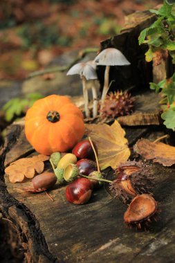 Sonbahar, sonbahar ormanlarında hayat gibidir: mantarlar, kestaneler, balkabakları ve yapraklar.