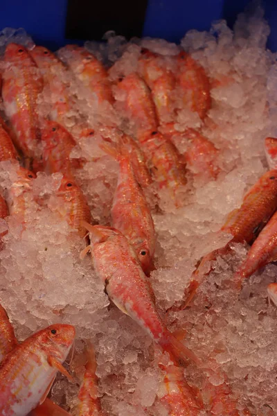 Prawns Ice Local Fishmarket — Stock Photo, Image