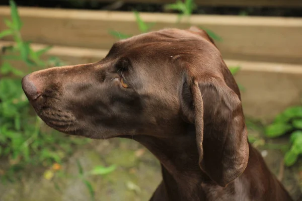 Duits Kortharig Pointer Vrouwtje Maanden Oud — Stockfoto