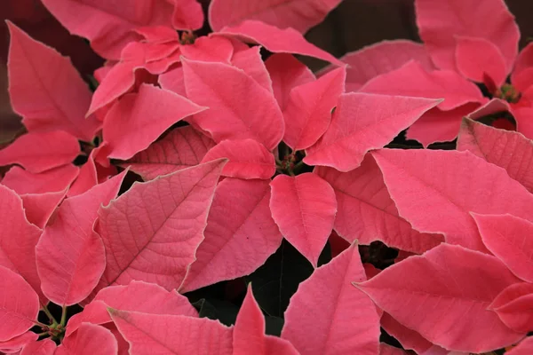 Grupo Poinsettia Rosa Plena Flor Plantas Temporada Navidad —  Fotos de Stock