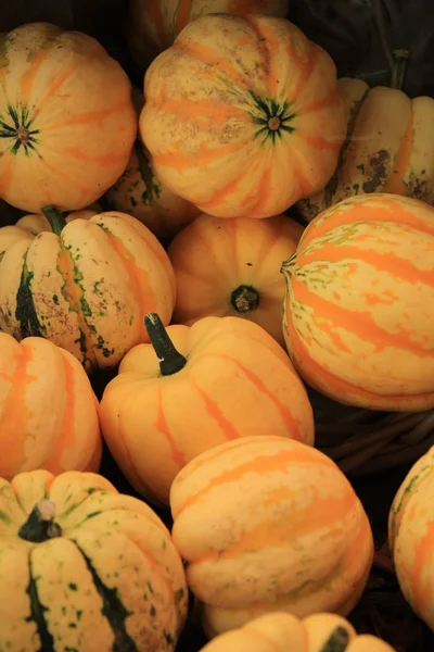Vários Tipos Abóboras Para Decorações Outono — Fotografia de Stock